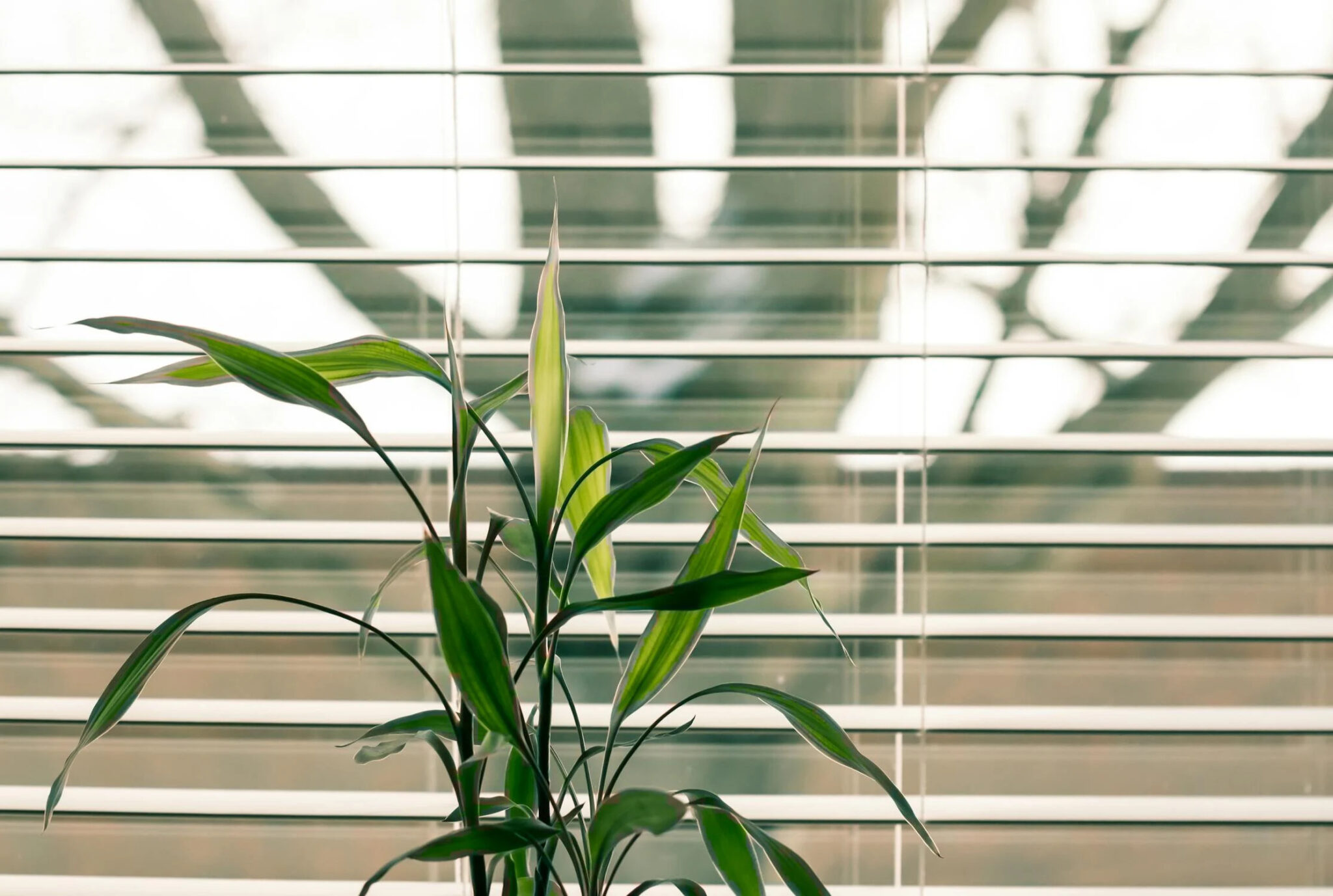 green plant on a windowsill behind window blinds