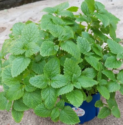 Lemon Balm