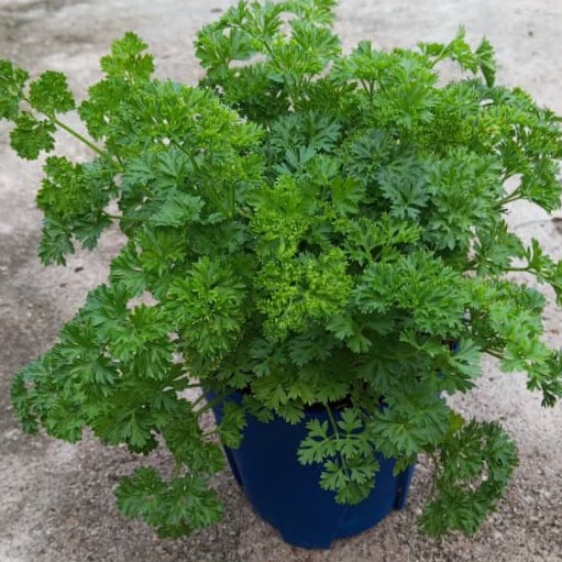 Parsley