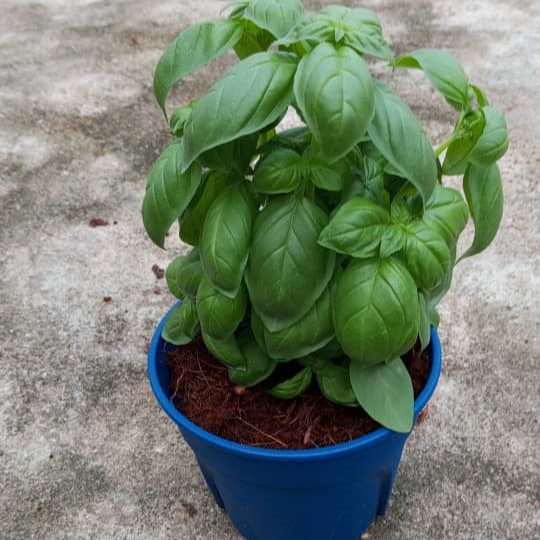 Sweet Basil