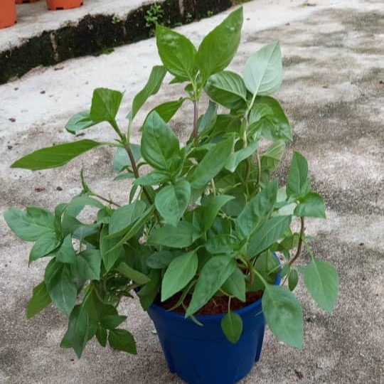 Thai Basil