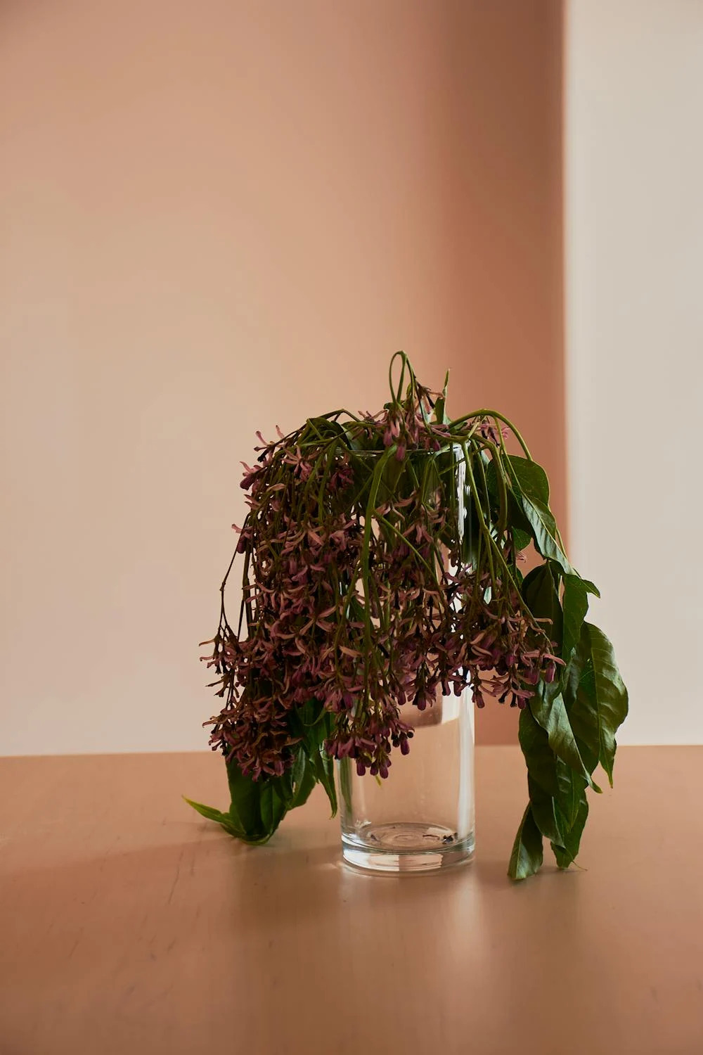a pot of wilted plant on the table