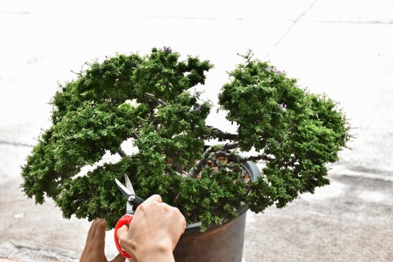 why indoor vs outdoot plants in malaysia