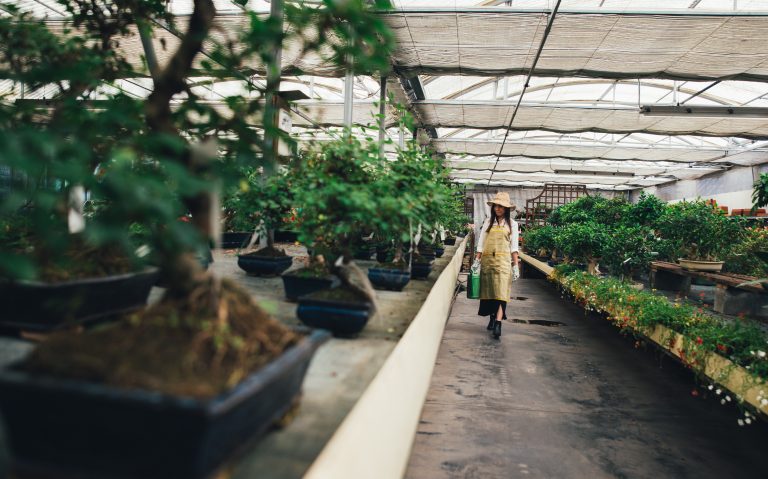 The best bonsai for sale in Malaysia