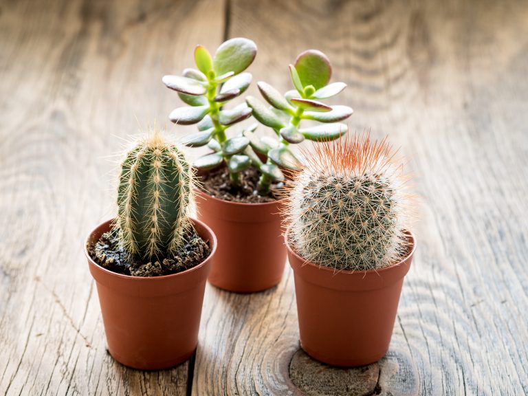 Cacti and succulents maintenance in the long run